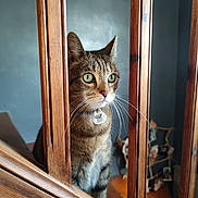 Phiphi a rejoint le concours — aidez-le/la à gagner de superbes lots ! animal, brown, cat, close_up, collar, curious, domestic, focus, furniture, green_eyes, home, indoor, light, pet, photographs, portrait, staircase, tabby_cat, whiskers, wooden_bars
