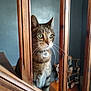 animal, brown, cat, close_up, collar, curious, domestic, focus, furniture, green_eyes, home, indoor, light, pet, photographs, portrait, staircase, tabby_cat, whiskers, wooden_bars