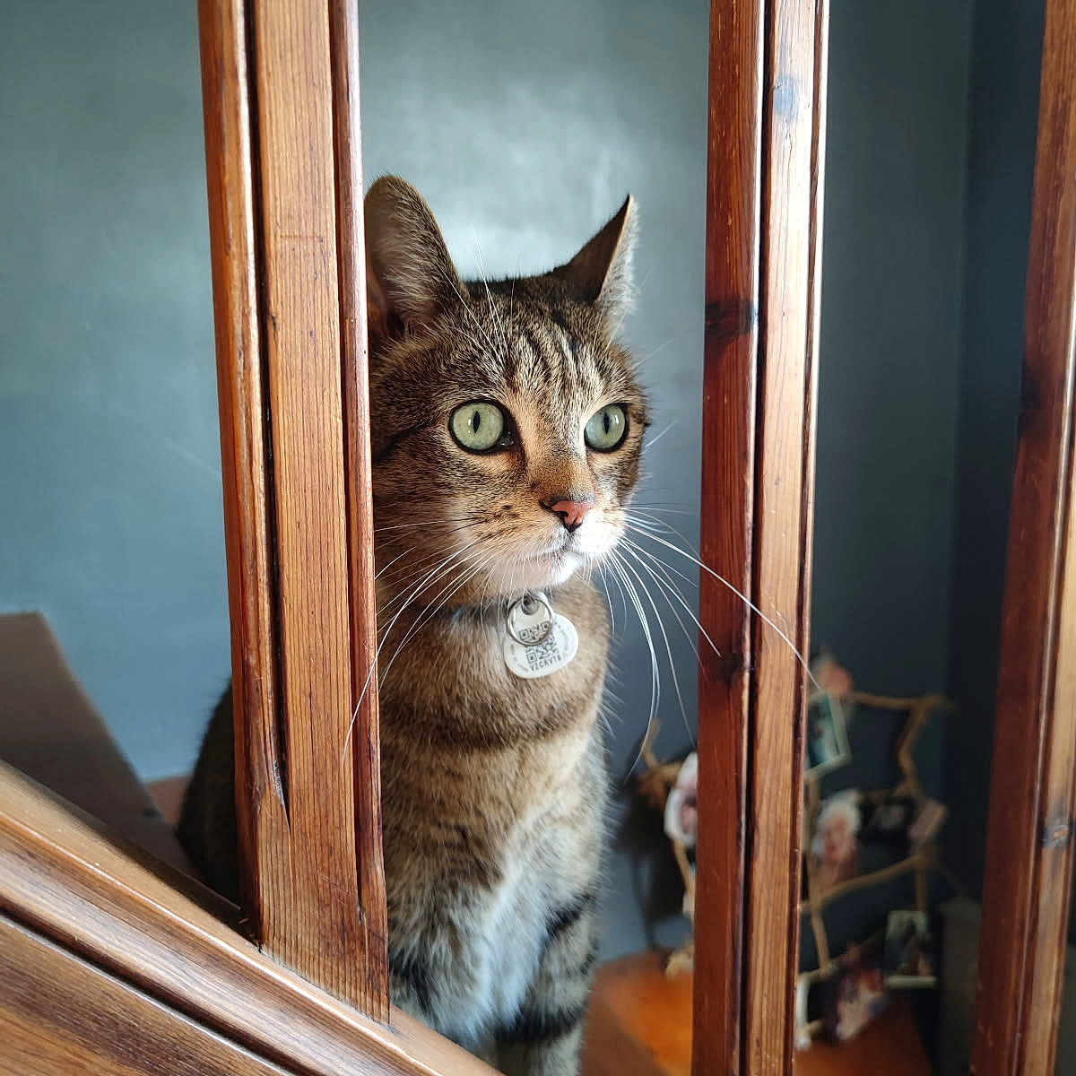 Phiphi a rejoint le concours — aidez-le/la à gagner de superbes lots ! animal, brown, cat, close_up, collar, curious, domestic, focus, furniture, green_eyes, home, indoor, light, pet, photographs, portrait, staircase, tabby_cat, whiskers, wooden_bars