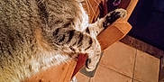 Phiphi a rejoint le concours — aidez-le/la à gagner de superbes lots ! abyssinian, accessories, animal, bag, cat, chair, couch, diningtable, drawer, furniture, hardwood, kitten, manx, path, pet, plywood, strap, table, walkway, wood