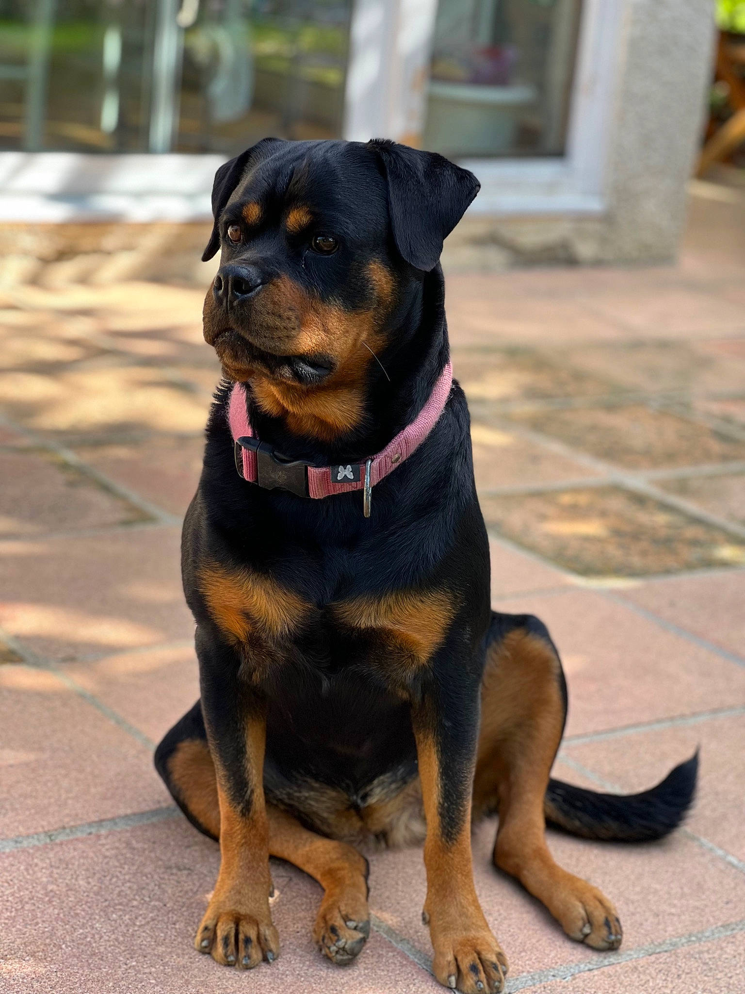 Happy a rejoint le concours — aidez-le/la à gagner de superbes lots ! canidae, carnivore, collar, companion_dog, dog, dog_breed, dog_collar, dog_supply, fawn, fur, guard_dog, liver, molosser, pet_supply, plant, rottweiler, sporting_group, terrestrial_animal, working_animal, working_dog