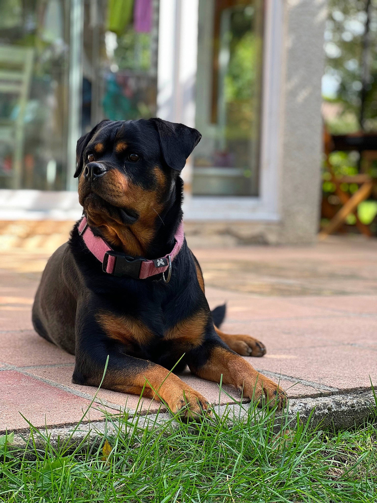 Happy a rejoint le concours — aidez-le/la à gagner de superbes lots ! canidae, carnivore, collar, companion_dog, dog, dog_breed, dog_collar, dog_supply, fawn, grass, guard_dog, pet_supply, plant, rottweiler, snout, sporting_group, terrestrial_animal, window, working_animal, working_dog