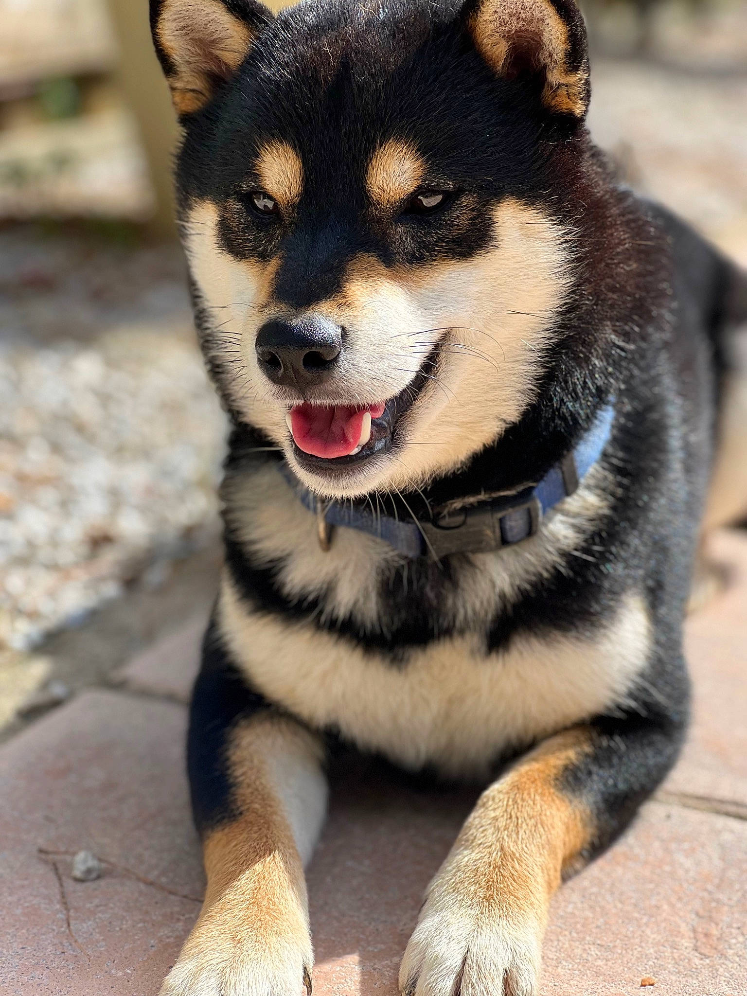 Buddy a rejoint le concours — aidez-le/la à gagner de superbes lots ! canidae, carnivore, collar, companion_dog, dog, dog_breed, dog_collar, dog_supply, fashion_accessory, fawn, fur, leash, plant, sled_dog, sporting_group, tail, terrestrial_animal, whiskers, working_animal, working_dog