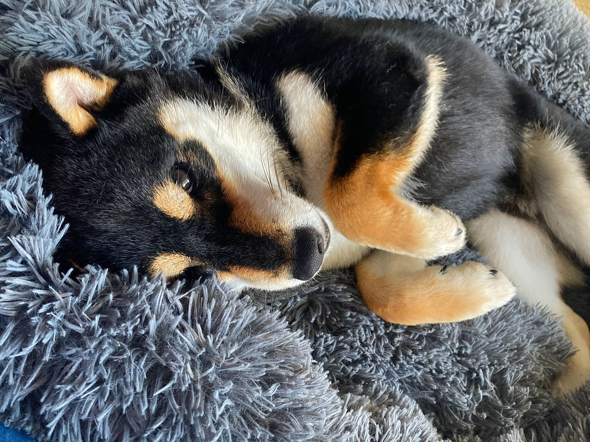 Buddy a rejoint le concours — aidez-le/la à gagner de superbes lots ! canidae, carnivore, claw, companion_dog, dog, dog_breed, fawn, fur, organism, paw, puppy, rock, snout, sporting_group, tail, terrestrial_animal, whiskers, wildlife, working_dog