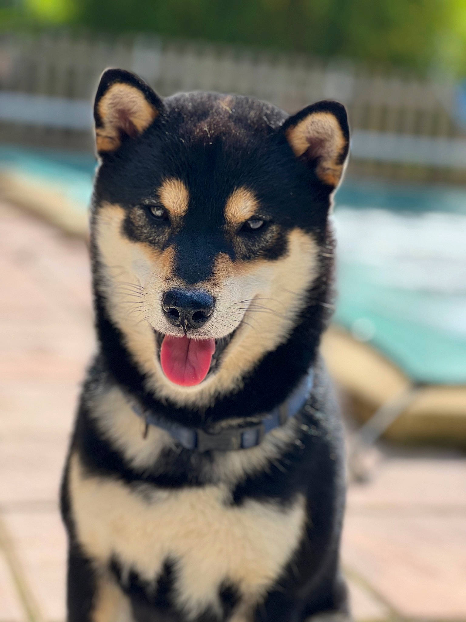 Buddy a rejoint le concours — aidez-le/la à gagner de superbes lots ! canidae, canis, carnivore, companion_dog, dog, dog_breed, eye, fawn, fur, head, siberian_husky, sled_dog, snout, sporting_group, terrestrial_animal, water, whiskers, wolf, working_animal, working_dog