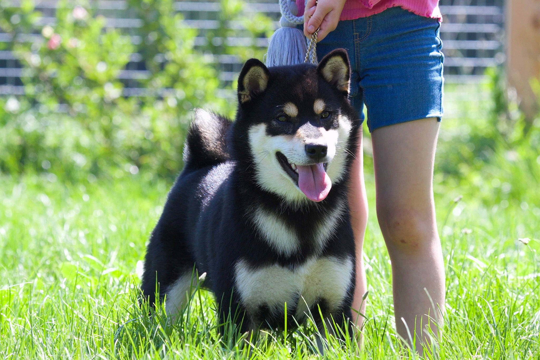 Buddy participe au concours pour gagner de l'argent avec cette photo : ancient_dog_breeds, canidae, carnivore, companion_dog, dog, dog_breed, grass, happy, herding_dog, non_sporting_group, plant, shorts, sitting, sled_dog, smile, snout, sporting_group, working_animal, working_dog