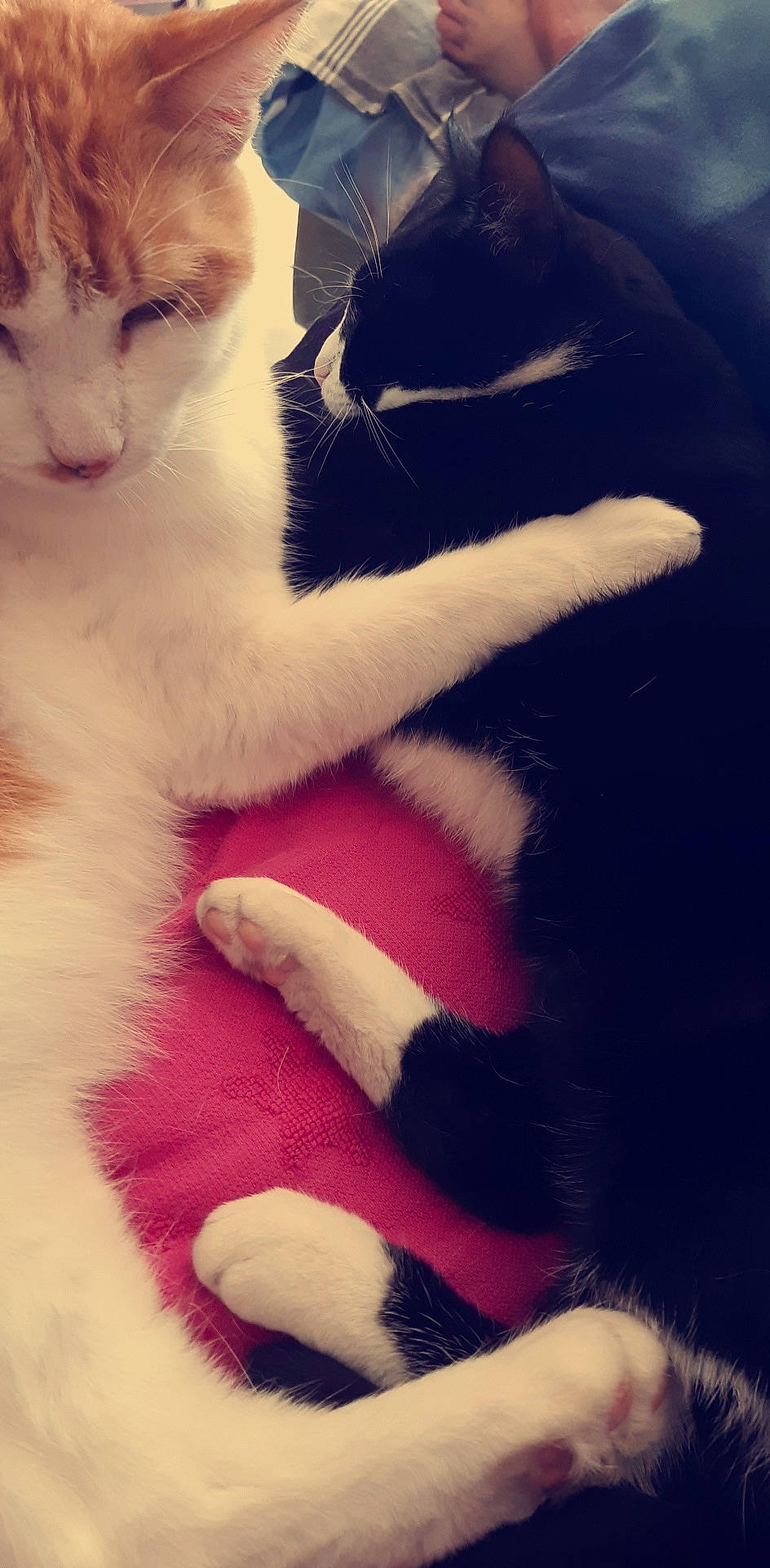 Kitty a rejoint le concours — aidez-le/la à gagner de superbes lots ! carnivore, cat, claw, felidae, finger, fur, gesture, hand, kitten, leg, mouth, nail, nose, ojos_azules, paw, polydactyl_cat, small_to_medium_sized_cats, tail, turkish_van, whiskers