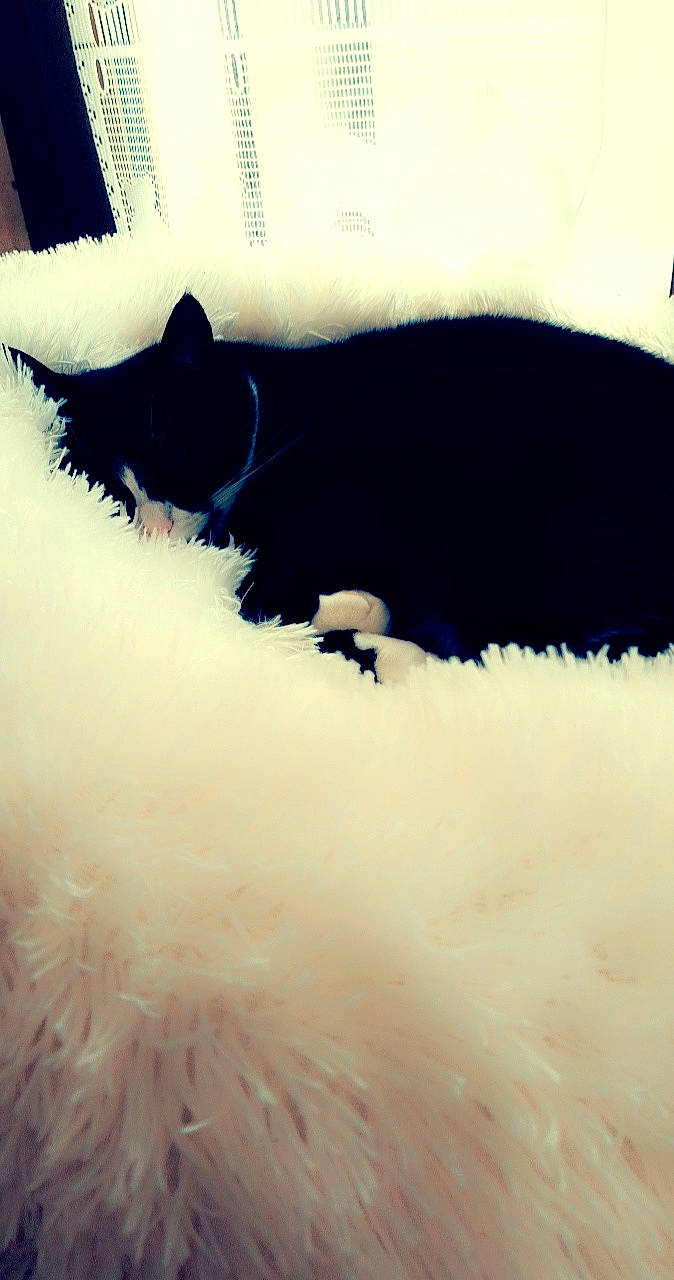 Kitty participe au concours pour gagner de l'argent avec cette photo : black, canidae, carnivore, cat, cloud, dog, felidae, fur, non_sporting_group, puppy, sky, tail, whiskers