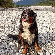 Sally participe au concours pour gagner de l'argent avec cette photo : animal, bernese_mountain_dog, canine, cloudy_sky, daylight, dog, fur, happy, landscape, mountains, mud, nature, outdoor, pet, portrait, riverbed, rocks, scenery, sitting, wildlife