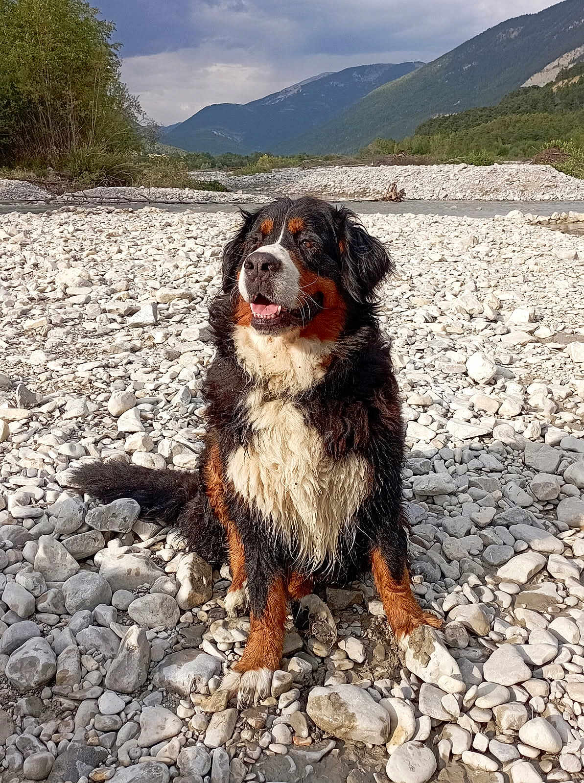 Sally participe au concours pour gagner de l'argent avec cette photo : animal, bernese_mountain_dog, canine, cloudy_sky, daylight, dog, fur, happy, landscape, mountains, mud, nature, outdoor, pet, portrait, riverbed, rocks, scenery, sitting, wildlife