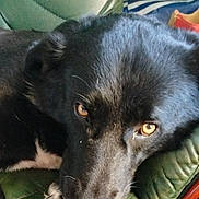 Bali participe au concours pour gagner de l'argent avec cette photo : black_fur, canine, close_up, companion, cozy, detail, dog, domestic_animal, furniture, golden_eyes, home, indoor, laid_back, leather_chair, paw, pet, portrait, resting, snout, whiskers