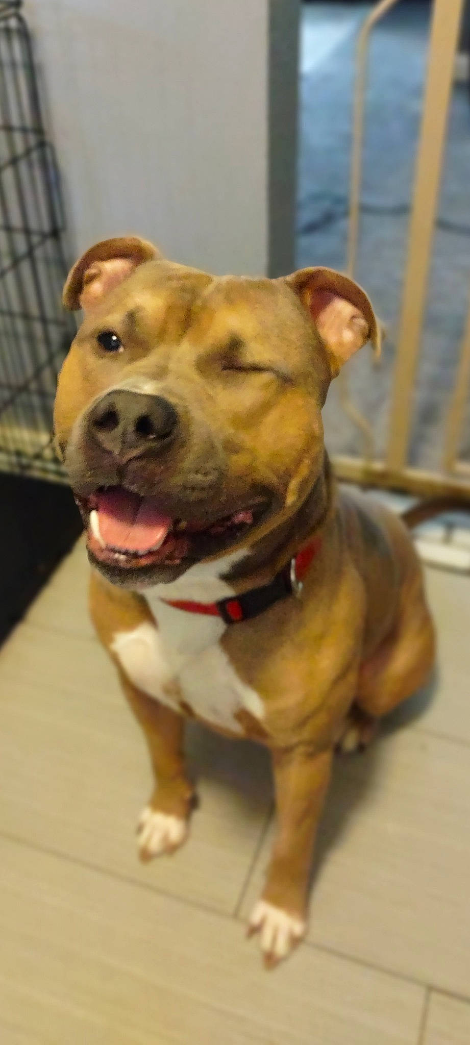 Luca is registered to the contest to win money with this photo: canidae, carnivore, collar, companion_dog, dog, dog_breed, dog_collar, dog_supply, fawn, fur, guard_dog, liver, non_sporting_group, pet_supply, snout, sporting_group, terrestrial_animal, whiskers, working_animal, working_dog