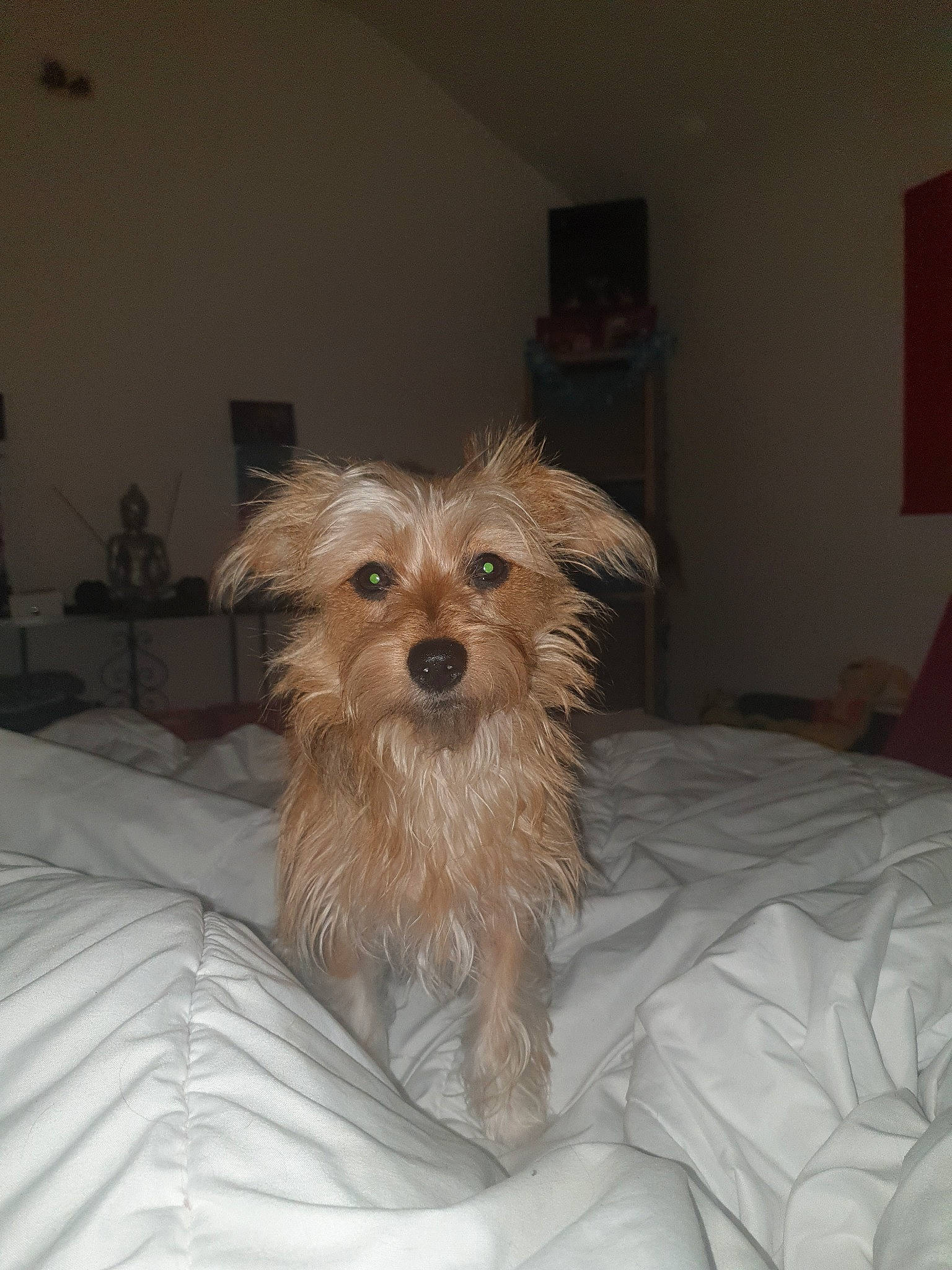 Nola participe au concours pour gagner de l'argent avec cette photo : australian_terrier, cairn_terrier, canidae, carnivore, companion_dog, dog, dog_breed, dutch_smoushond, glen_of_imaal_terrier, mammal, morkie, norfolk_terrier, puppy, rare_breed_dog, schnoodle, small_terrier, snout, terrier, vertebrate, yorkshire_terrier