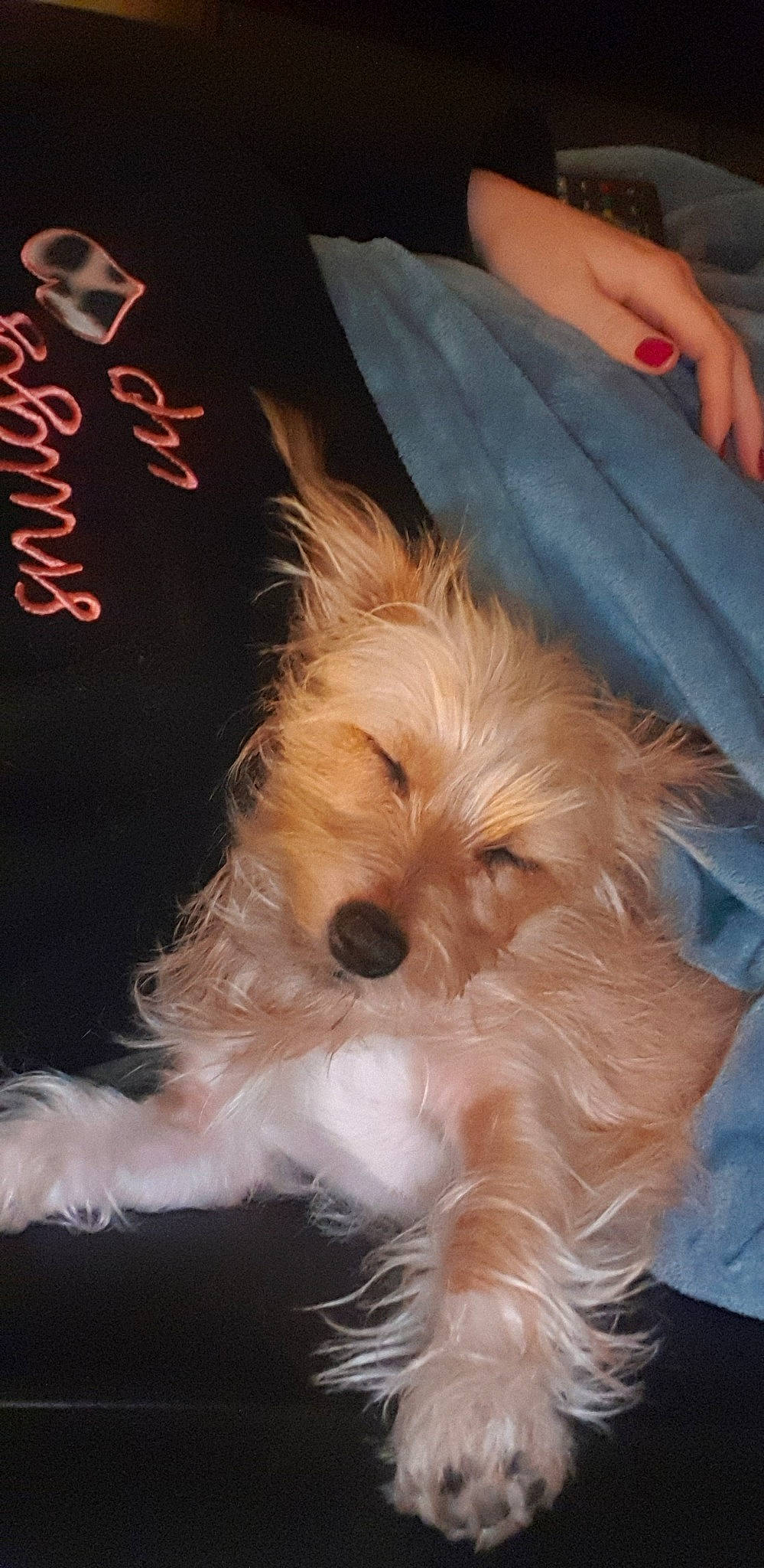 Nola a rejoint le concours — aidez-le/la à gagner de superbes lots ! australian_terrier, biewer_terrier, cairn_terrier, canidae, carnivore, companion_dog, dog, dog_breed, maltepoo, mammal, morkie, puppy, rare_breed_dog, schnoodle, small_terrier, snout, terrier, toy_dog, vertebrate, yorkshire_terrier