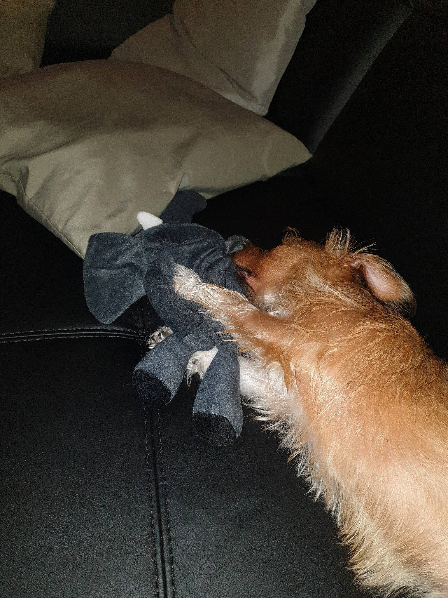 Nola participe au concours pour gagner de l'argent avec cette photo : border_terrier, canidae, carnivore, companion_dog, dog, dog_breed, norfolk_terrier, norwich_terrier