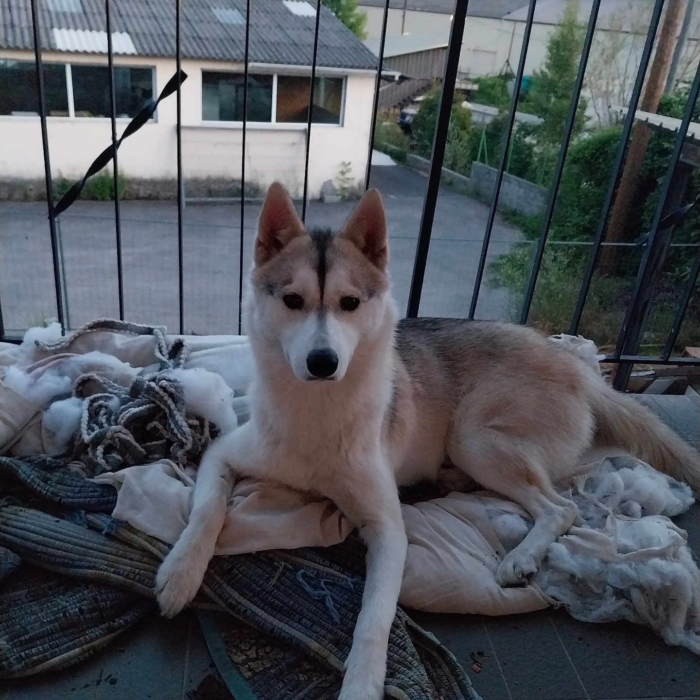 Taïko a rejoint le concours — aidez-le/la à gagner de superbes lots ! animal, architecture, building, canine, dog, doghouse, eskimodog, fence, house, housing, husky, outdoors, pet, puppy, racket, railing, shelter, sport, tennis, tennisracket