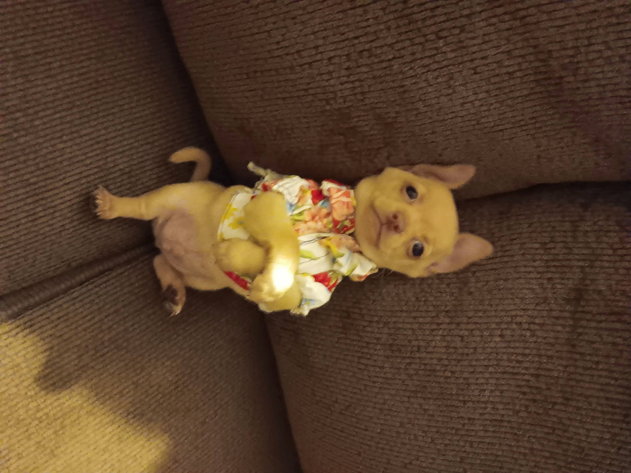 Pup joined the competition — help win amazing prizes! art, baby, baby_toys, canidae, carnivore, comfort, companion_dog, couch, dog_breed, doll, fawn, fur, linens, plush, stuffed_toy, tail, toy, wood