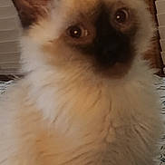 Mystic is registered to the contest to win money with this photo: animal, cat, closeup, curious, cute, domestic, ears, eyes, feline, fluffy, fur, indoor, kitten, mammal, pet, portrait, siamese, soft, whiskers, young