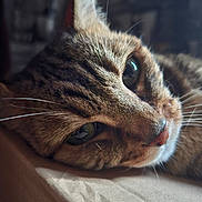 Nala a rejoint le concours — aidez-le/la à gagner de superbes lots ! cat, tabby, close_up, whiskers, fur, relaxed, animal, pet, face, nose, eye, ear, lying_down, soft_light, texture, indoor, cozy, feline, portrait, sleepy