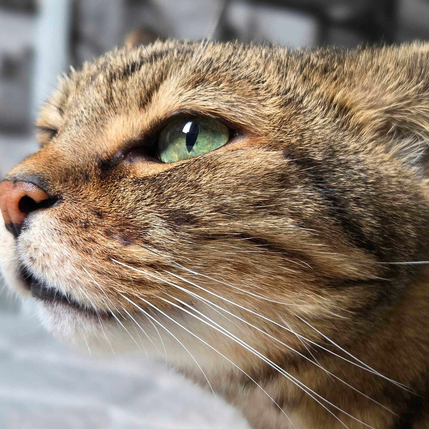 Nala