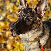 Bucky participe au concours pour gagner de l'argent avec cette photo : alert, animal, autumn, background_blur, brown_eyes, canine, closeup, dog, ears, fall, focused, fur, german_shepherd, leash, leaves, nature, outdoor, pet, portrait, seasonal
