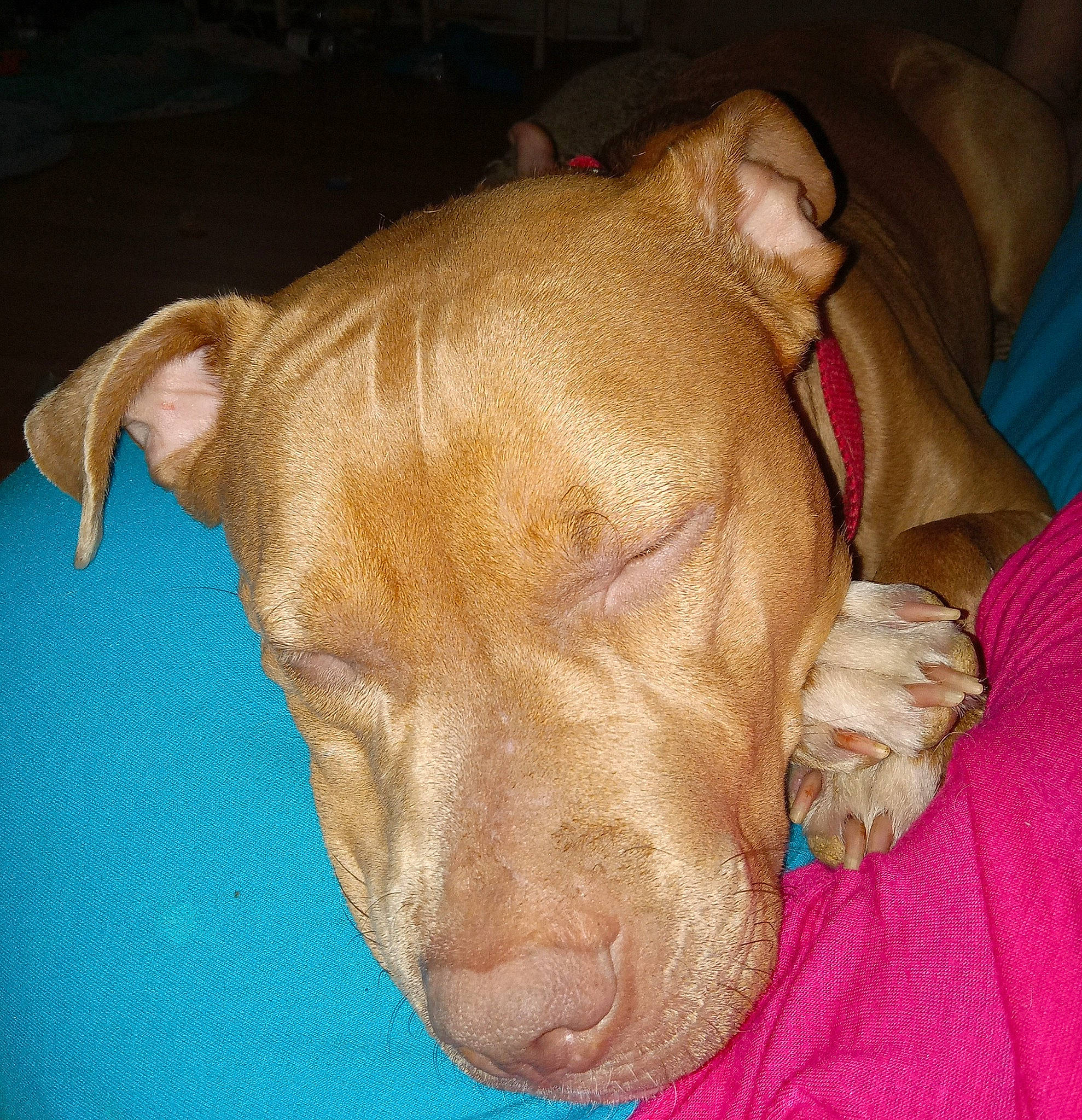 Poison Ivy Rose joined the competition — help win amazing prizes! canidae, carnivore, comfort, companion_dog, dog, dog_breed, dog_supply, ear, fawn, fur, guard_dog, hardwood, liver, non_sporting_group, snout, sporting_group, whiskers, wood, working_animal, wrinkle