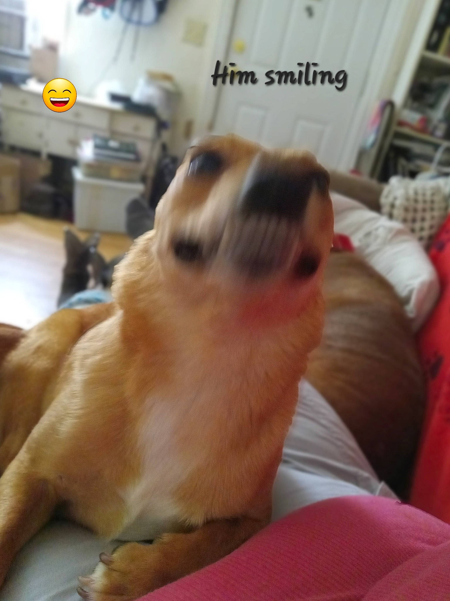 Sammy joined the competition — help win amazing prizes! canidae, carnivore, comfort, companion_dog, dog, dog_bed, dog_breed, dog_supply, fawn, felidae, fur, paw, pomeranian, snout, spitz, sporting_group, tail, terrestrial_animal, toy_dog, whiskers