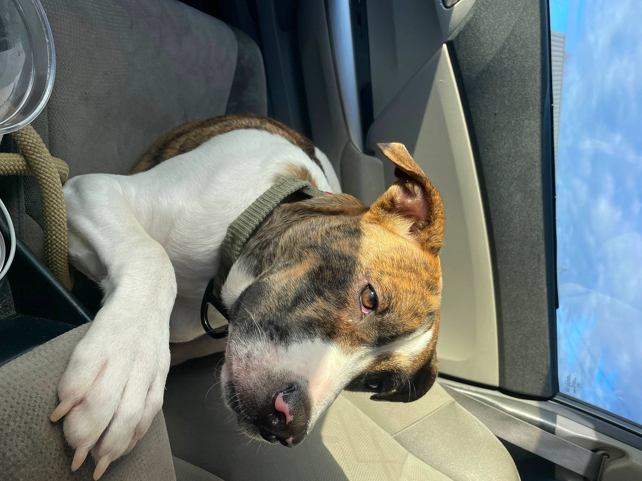 Noah joined the competition — help win amazing prizes! canidae, carnivore, cloud, collar, comfort, companion_dog, dog, dog_breed, dog_supply, fawn, non_sporting_group, paw, pet_supply, snout, sporting_group, terrestrial_animal, whiskers, window, working_animal, working_dog