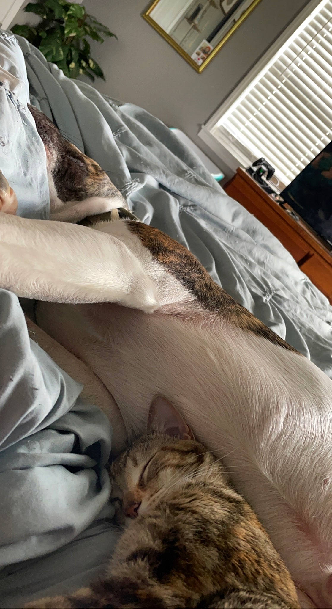 Noah is registered to the contest to win money with this photo: art, bedding, cat, comfort, domestic_short_haired_cat, felidae, flooring, fur, hardwood, human_leg, linens, nap, paw, room, small_to_medium_sized_cats, tail, textile, whiskers, window, wood