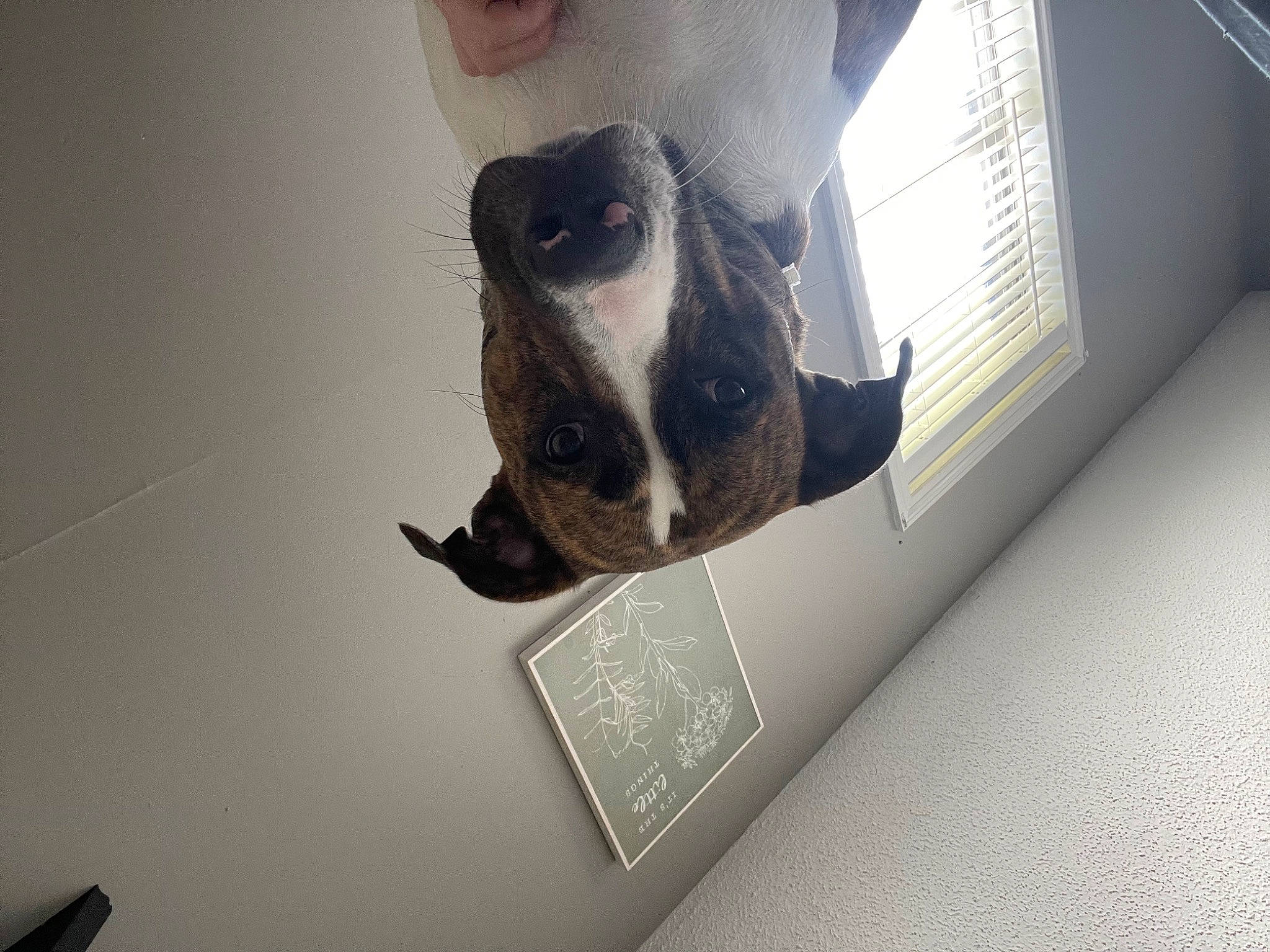 Noah joined the competition — help win amazing prizes! boston_terrier, bulldog, canidae, carnivore, comfort, companion_dog, dog, dog_breed, fawn, flooring, non_sporting_group, personal_protective_equipment, pet_supply, room, snout, sporting_group, toy_dog, whiskers, window, working_animal