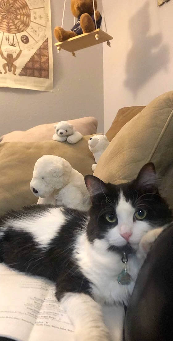 Desi joined the competition — help win amazing prizes! box, carnivore, cat, comfort, domestic_short_haired_cat, eye, felidae, fur, nap, paw, picture_frame, room, small_to_medium_sized_cats, tail, terrestrial_animal, toy, whiskers, white, wood