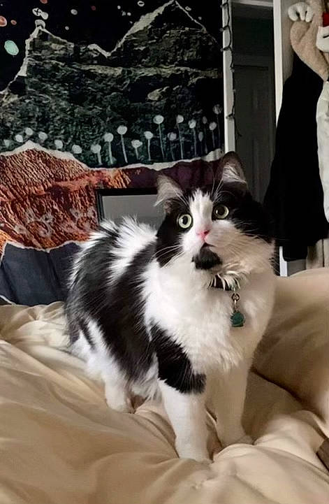 Desi joined the competition — help win amazing prizes! carnivore, cat, claw, comfort, domestic_short_haired_cat, felidae, formal_wear, fur, monochrome_photography, pattern, paw, sitting, small_to_medium_sized_cats, tail, tree, whiskers, winter