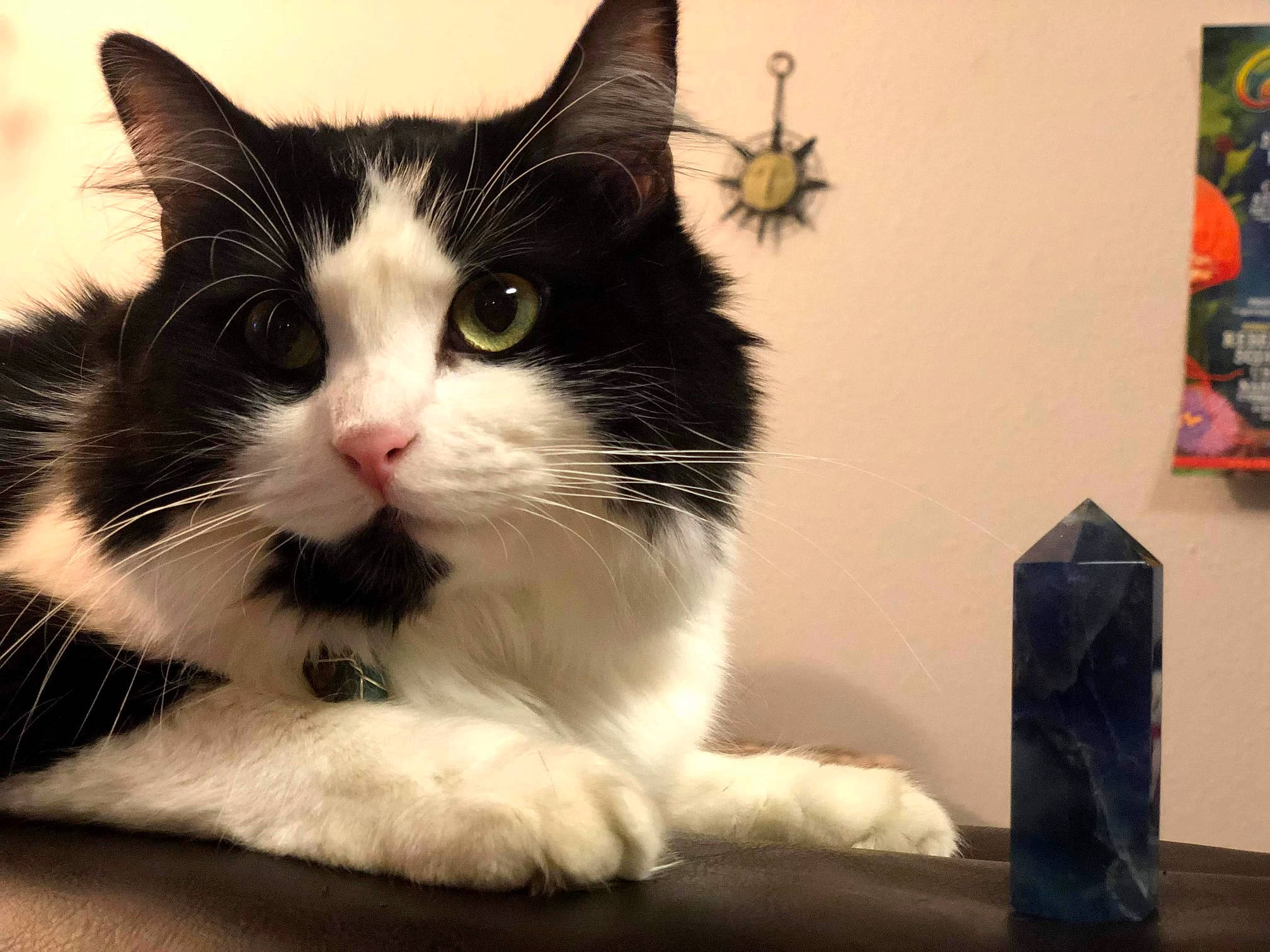 Desi is registered to the contest to win money with this photo: box, carnivore, cat, claw, domestic_short_haired_cat, felidae, foot, fur, paw, picture_frame, sitting, small_to_medium_sized_cats, snout, tail, terrestrial_animal, whiskers, window