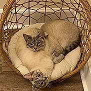 Louis And Clarke joined the competition — help win amazing prizes! cat, siamese_cat, two_cats, wicker_chair, cushion, cozy, indoor, pets, animal, feline, resting, curious, brown, cream, wood_floor, home_interior, relaxed, cute, companion, fur