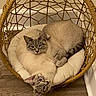 cat, siamese_cat, two_cats, wicker_chair, cushion, cozy, indoor, pets, animal, feline, resting, curious, brown, cream, wood_floor, home_interior, relaxed, cute, companion, fur
