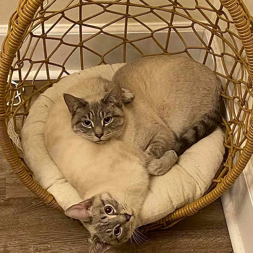 Louis And Clarke joined the competition — help win amazing prizes! cat, siamese_cat, two_cats, wicker_chair, cushion, cozy, indoor, pets, animal, feline, resting, curious, brown, cream, wood_floor, home_interior, relaxed, cute, companion, fur