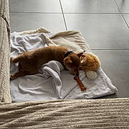 Aiko participe au concours pour gagner de l'argent avec cette photo : puppy, dog, blanket, toy, plush, bone, floor, tile, window, door, curtain, indoor, sleeping, brown, cozy, pet, animal, resting, collar, soft