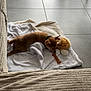 puppy, dog, blanket, toy, plush, bone, floor, tile, window, door, curtain, indoor, sleeping, brown, cozy, pet, animal, resting, collar, soft