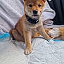 puppy, dog, shiba_inu, pet, animal, cute, fur, ears, collar, indoor, blanket, soft, young, sitting, curious, adorable, companion, canine, face, paw