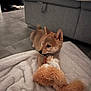 puppy, dog, toy, blanket, indoor, couch, floor, fur, pet, animal, cute, small, cozy, soft, brown, ears, tail, laying, looking, playful