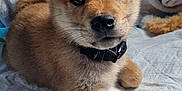 Aiko a rejoint le concours — aidez-le/la à gagner de superbes lots ! puppy, dog, pet, cute, fur, collar, ears, lying_down, indoors, blanket, quilt, bed, young, animal, adorable, face, snout, whiskers, soft, companion