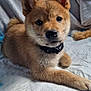 puppy, dog, pet, cute, fur, collar, ears, lying_down, indoors, blanket, quilt, bed, young, animal, adorable, face, snout, whiskers, soft, companion