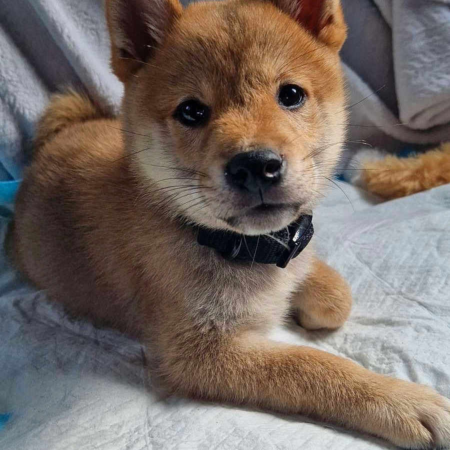 Aiko a rejoint le concours — aidez-le/la à gagner de superbes lots ! adorable, animal, bed, blanket, collar, companion, cute, dog, ears, face, fur, indoors, lying_down, pet, puppy, quilt, snout, soft, whiskers, young