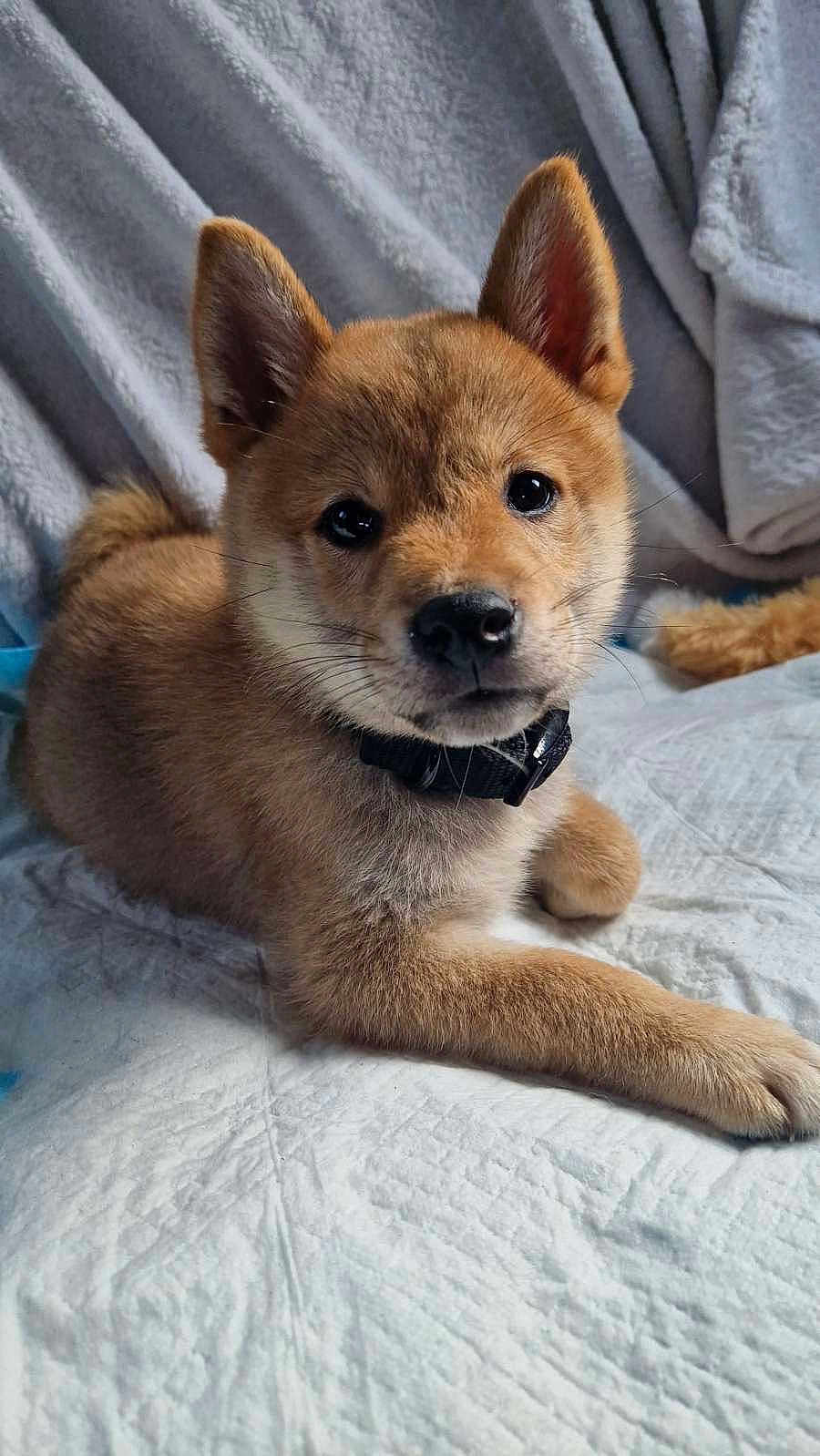 Aiko