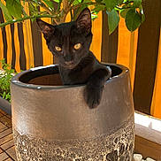 Kaïdo participe au concours pour gagner de l'argent avec cette photo : black_cat, kitten, plant_pot, plant, leaf, yellow_background, striped_background, wooden_floor, curious, pet, animal, feline, young_cat, indoors, sunlight, paw, texture, container, nature, closeup