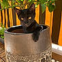black_cat, kitten, plant_pot, plant, leaf, yellow_background, striped_background, wooden_floor, curious, pet, animal, feline, young_cat, indoors, sunlight, paw, texture, container, nature, closeup