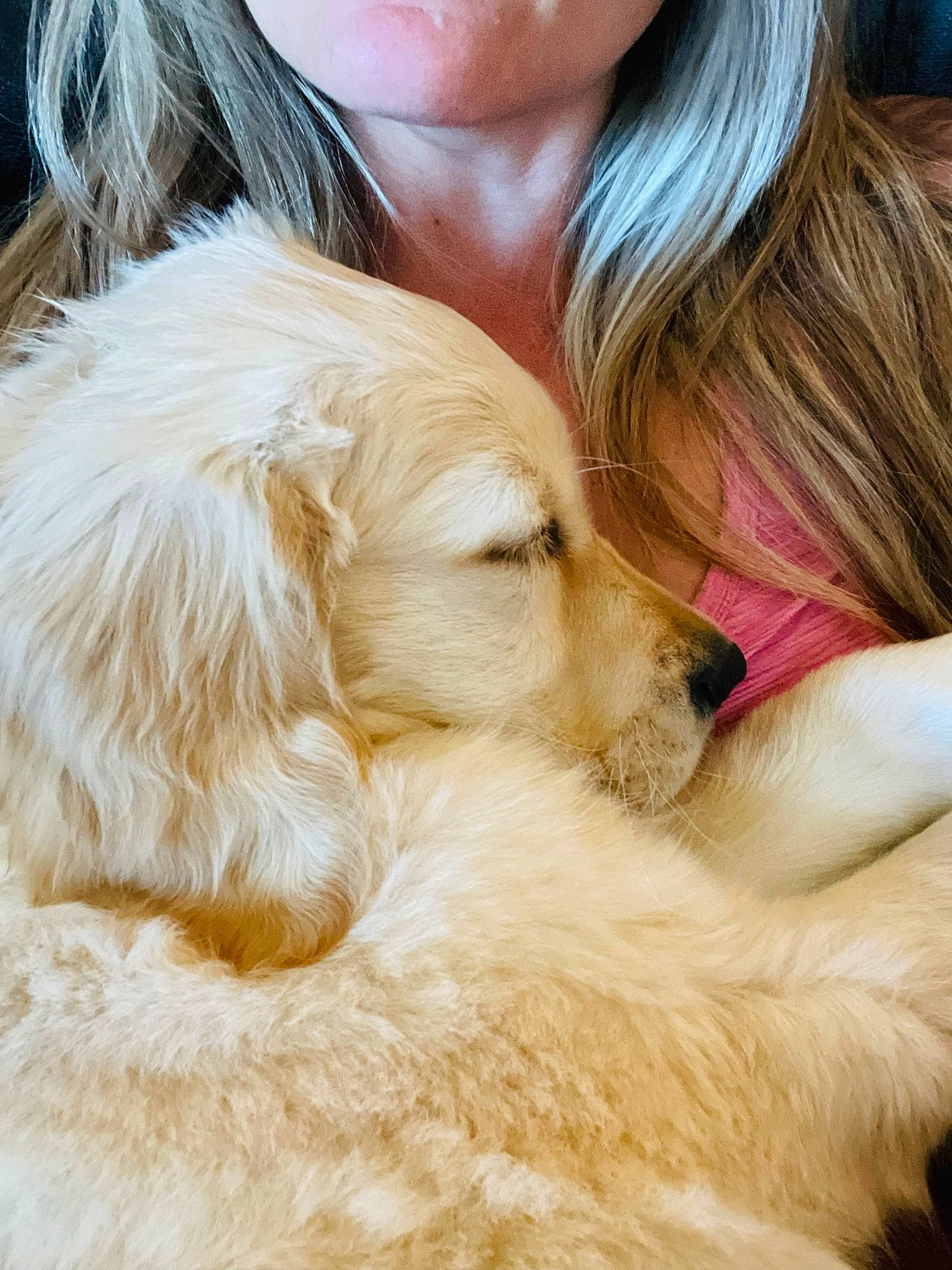 Freya joined the competition — help win amazing prizes! blond, brown_hair, canidae, carnivore, companion_dog, dog, dog_breed, ear, eyelash, fawn, fur, gesture, hair, happy, liver, long_hair, snout, sporting_group, surfer_hair, whiskers