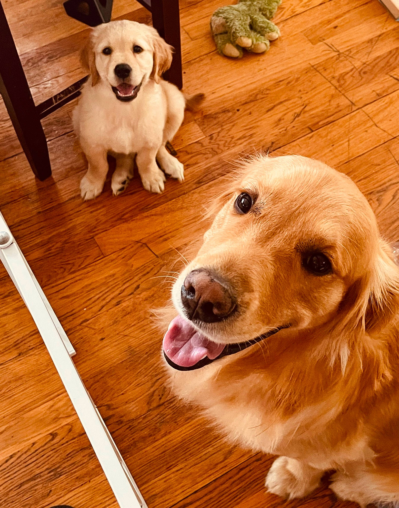 Freya is registered to the contest to win money with this photo: carnivore, companion_dog, dog, dog_breed, fawn, floor, flooring, happy, hardwood, liver, mammal, pet_supply, plank, snout, sporting_group, varnish, vertebrate, wood, wood_stain, working_animal