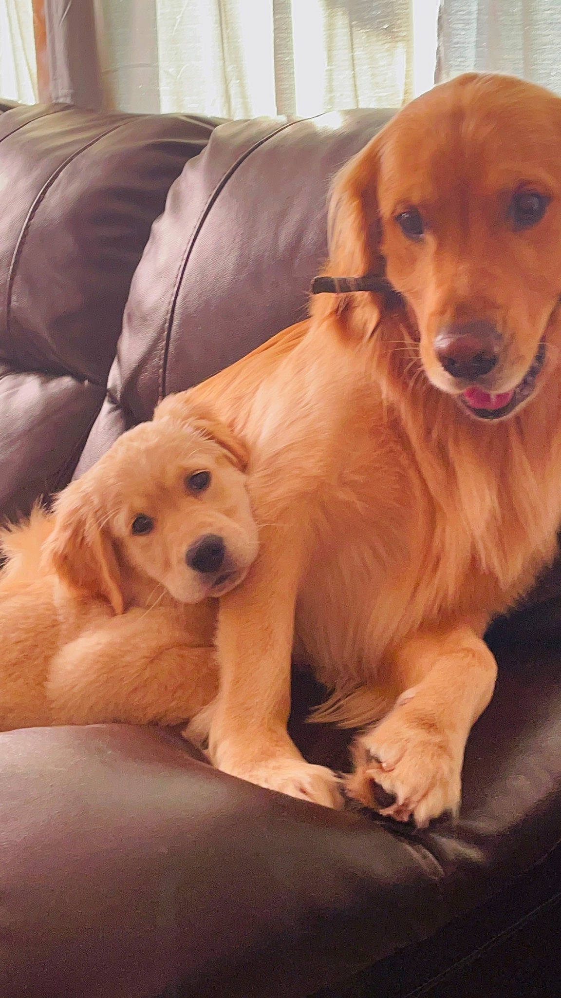 Freya is registered to the contest to win money with this photo: canidae, carnivore, comfort, companion_dog, dog, dog_breed, fawn, flooring, fur, gun_dog, liver, paw, retriever, sitting, snout, sporting_group, whiskers, wood, working_animal, working_dog