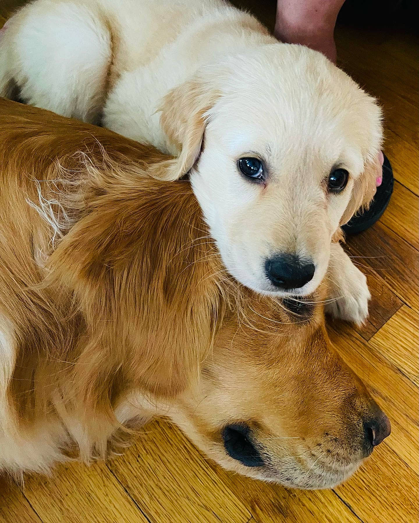 Freya joined the competition — help win amazing prizes! canidae, carnivore, companion_dog, dog, dog_breed, ear, fawn, flooring, fur, hardwood, paw, pet_supply, snout, sporting_group, tail, terrestrial_animal, whiskers, wood, working_animal